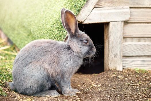 A gray rabbit sitting outside in the sun by his beautiful lodge with a moss roof.