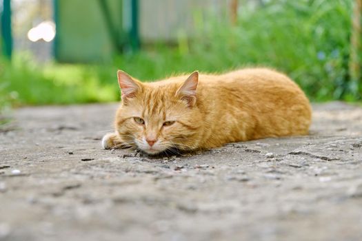 Large adult red shorthair cat lying resting outdoor, rustic view, in the sunset light