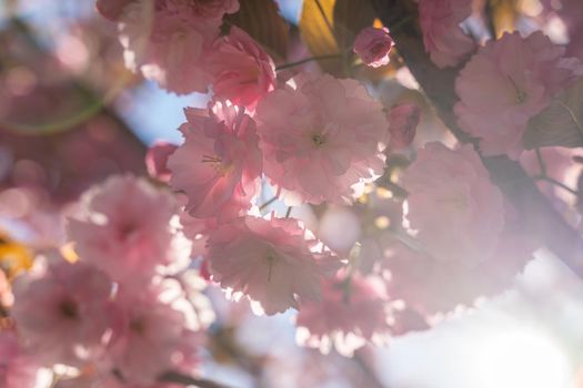 Double cherry blossoms in full bloom. A tree branch with flowers against a blue sky and the sun shines through the flowers