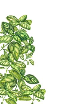 Green basil leaves on a white background. Bouquet of Provencal herbs. Watercolor illustration of a bunch of basil. Herbs for cooking and cooking, spices. Suitable for flyers, packages, menus, design.