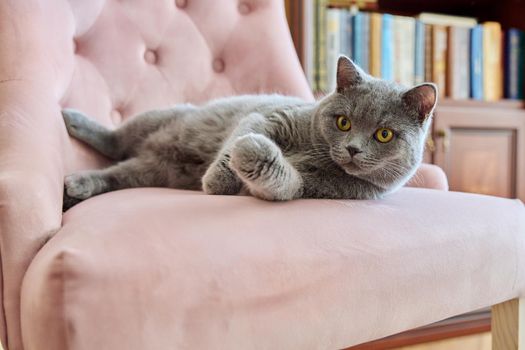 Adorable funny gray british cat at home on a pink armchair in the office