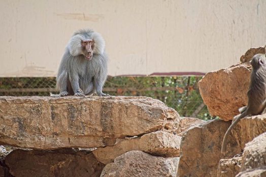 The hamadryas baboon, Papio hamadryas is a species of baboon, being native to the Horn of Africa and the southwestern tip of the Arabian Peninsula. High quality photo