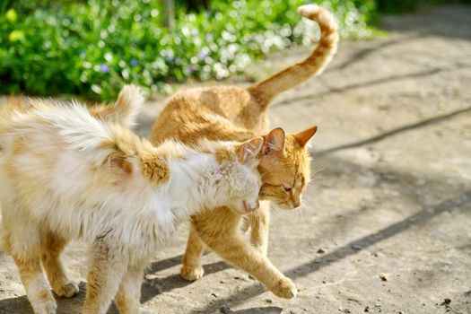 Two rural ginger cats in love being friends and walking together outdoor.