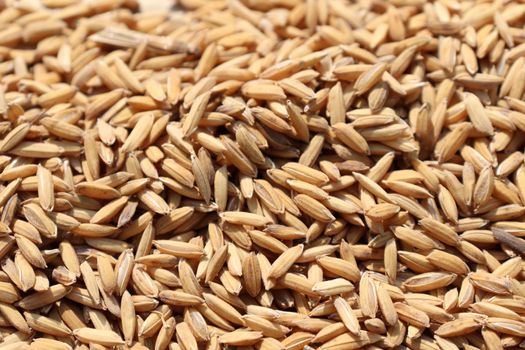 ripe paddy stock on shop for sell