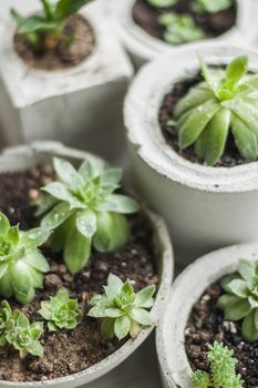 mini succulents in concrete pots. top view. High quality photo