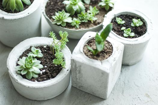 mini succulents in concrete pots. top view. High quality photo