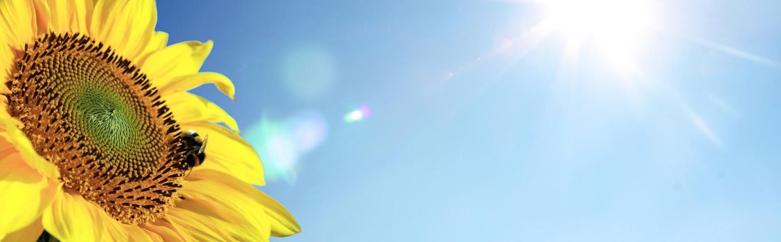 Close-up of fresh sunflower against clear blue sky