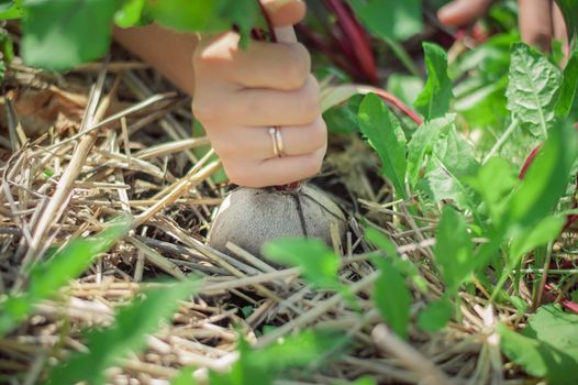 permaculture method of growing healthy vegetables. High quality photo