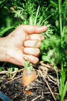 organic carrot grown in permaculture farm. High quality photo