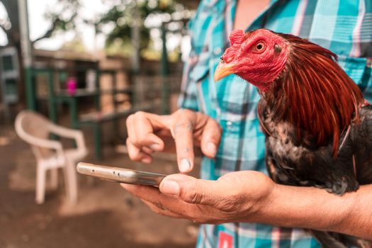 Fighting rooster breeder holding an animal on his arm as he checks his cell phone outside a fighting arena in Sutiaba, Leon, Nicaragua