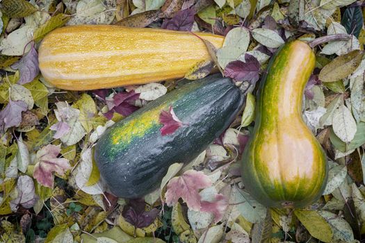 Three ripe pumpkins lie on the ground among the autumn leaves. Autumn harvest. Top view, close-up.