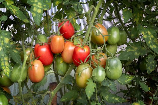 Large ripe tomatoes ripen in the garden among the green leaves. Presents closeup.