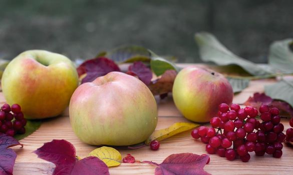 In the garden, ripe apples, red viburnum berries and autumn leaves are on the table. Front view, close-up.