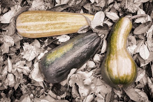 Three ripe pumpkins lie on the ground among the autumn leaves. Autumn harvest. Top view, close-up.