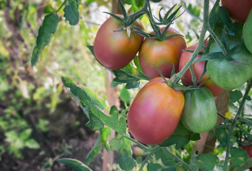 Large ripe tomatoes ripen in the garden among the green leaves. Presents closeup.