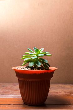cactus plant in pot on green background, cute natural cactus isolated on green background.