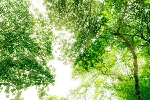 Bottom view of tree with green leaves in tropical forest with sun light. Fresh environment in park. Green tree give oxygen in summer garden. Environmental conservation. Ecology concept. Save the earth