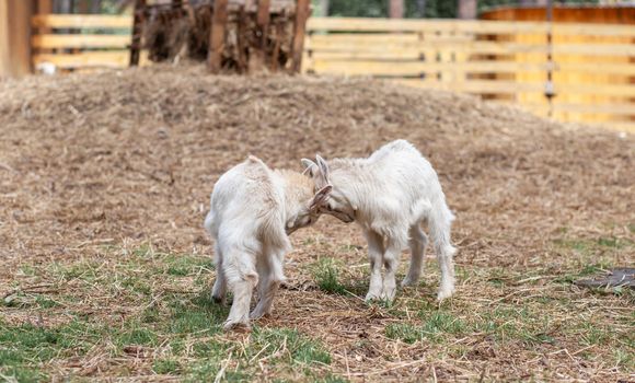 Two white little goats play with each other on the farm. Breeding goats and sheep. Housekeeping. Cute with funny.