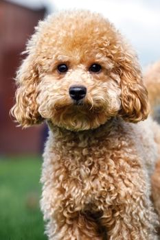 The cute young orange poodle comes close and looks directly at the photo lens with interest.
