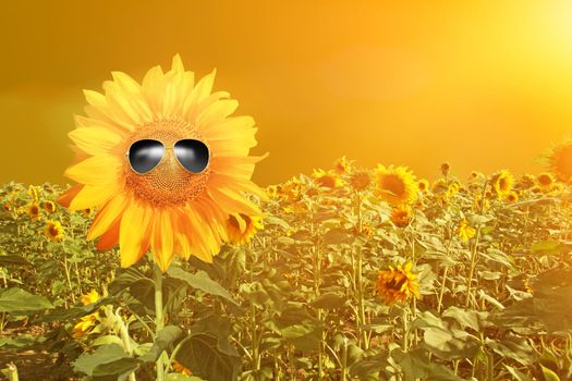 sunflower wearing sunglasses with sunflower field over cloudy blue sky and bright sun lights
