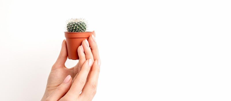 Female hand holding nice small green cactus in flower pot on white background with copy space