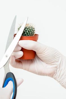 Human hands in protective gloves cutting thorn of cactus by scissors on white background