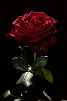 Blooming red rose bud in water drops on a black background, use as background, wallpaper, greeting card