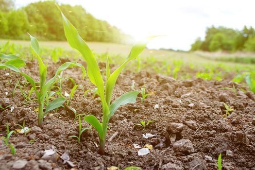 fields planted with corn. green corn sprouts in a field at a ranch. High quality photo