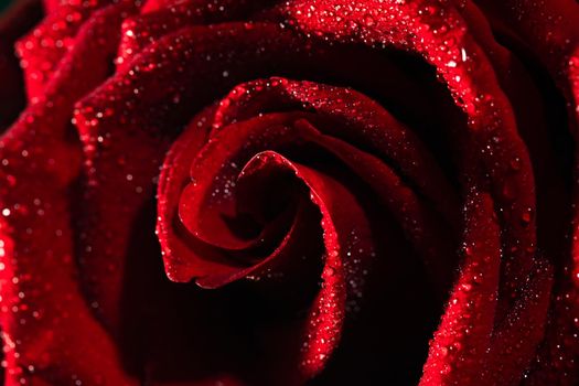Blooming red rose bud in water drops close-up, use as background, wallpaper, greeting card
