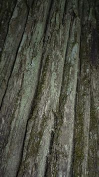 Old Wood Tree Texture Background Pattern. Horizontal photo of a tree bark texture. Creative texture of an old oak bark.