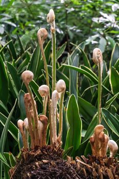 Young shoots of a fern in the forest close up