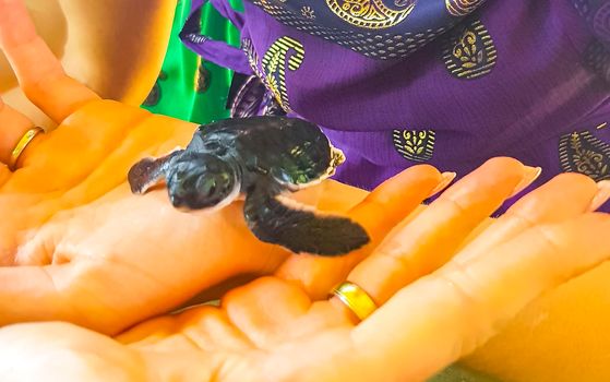 Cute black turtle baby on hands at Turtle breeding station conservation Center in Bentota Sri Lanka.