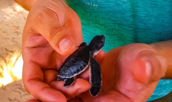 Cute black turtle baby on hands at Turtle breeding station in Bentota Sri Lanka.