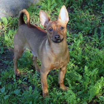 A brown Chihuahua walks on the grass in the park..