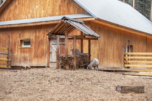 Two white little goats play with each other on the farm. Breeding goats and sheep. Housekeeping. Cute with funny.