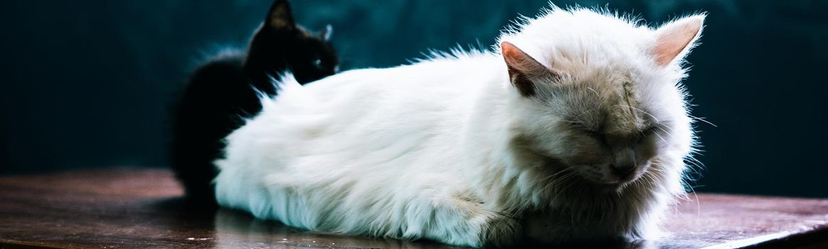 BANNER photo white fluffy long hair cat lie sleeping close eyes. Black kitten hide background. Animals care, friendship, relationship problems, sad calm mood rest time home sweetness kindness evening.