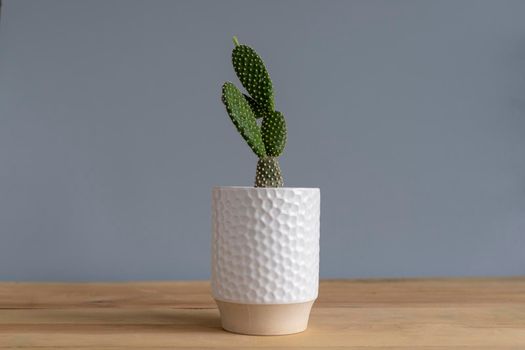 Bunny ears cactus in a white planter pot, isolated on white background