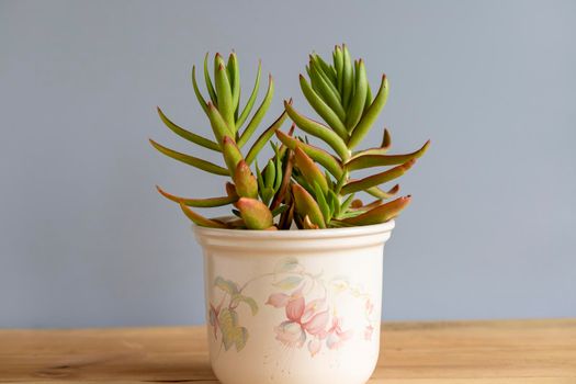 Crassula capitella red Pagoda or Campfire Plant in a decorative pot