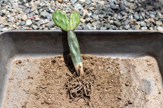Opuntia cactus bare roots plant closeup