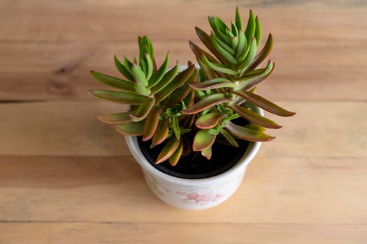 Crassula capitella, (Red Flames, Red Pagoda or Campfire Plant)