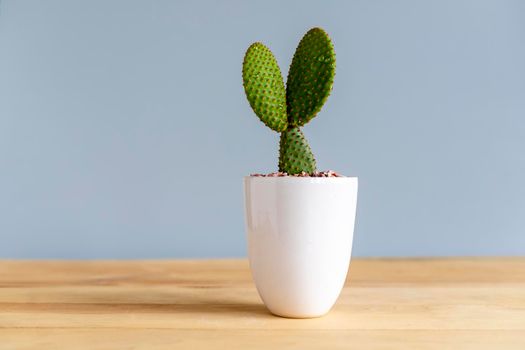 Red bunny ears cactus in a white ceramic pot