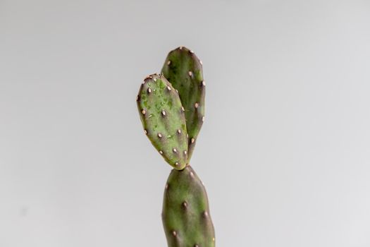 Opuntia cactus with isolated background