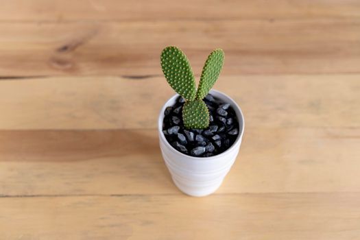 Bunny ears cactus with wooden background