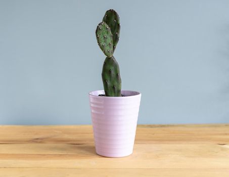 Opuntia quimilo cactus in a beautiful ceramic vase place on a wooden table