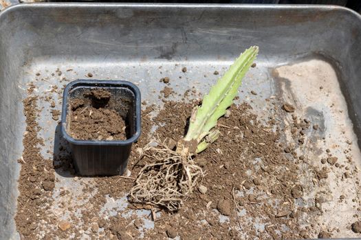 Stapelia gigantea bare roots succulent plant