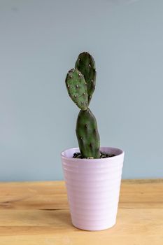 Opuntia quimilo cactus in a beautiful ceramic vase