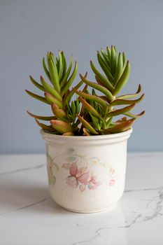 Crassula capitella, (Red Flames, Red Pagoda or Campfire Plant)