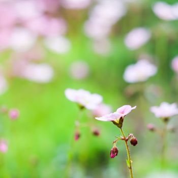 Delicate white pink flowers of Saxifrage moss in spring garden. Floral background