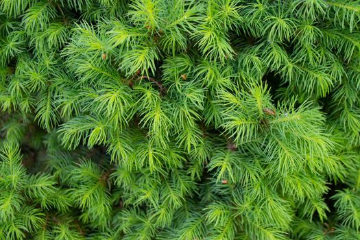 Green toned image of coniferous tree branches - ideal for trendy natural background decoration High quality photo