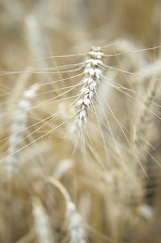 Ears of wheat growing in the field. The concept of harvesting.